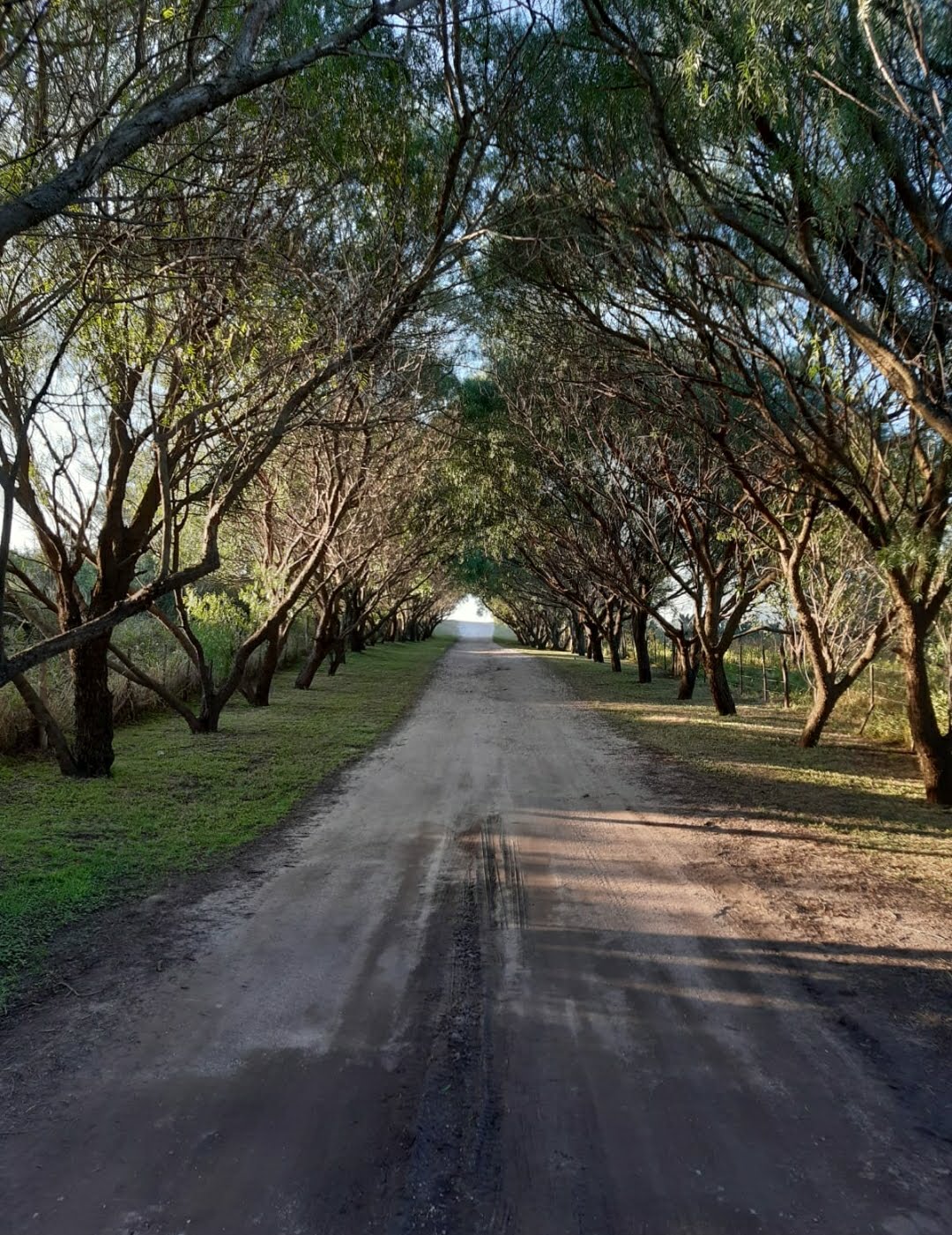 Tree-lined entrance road